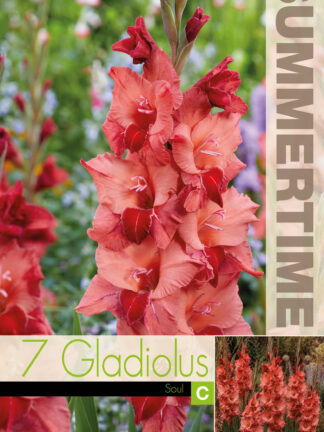 Gladiolus Soul