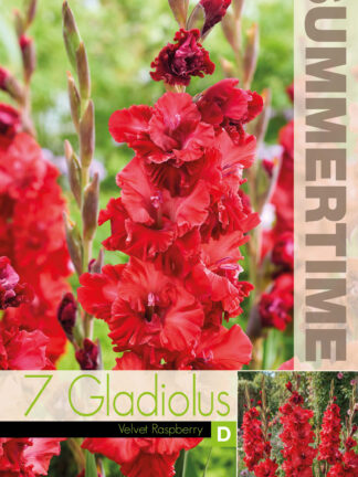 Gladiolus Velvet Raspberry