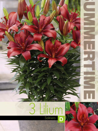 Lilium Salinero