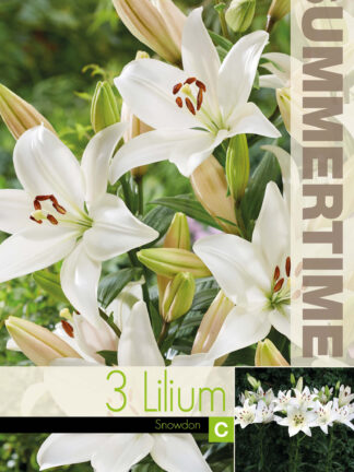 Lilium Snowdon