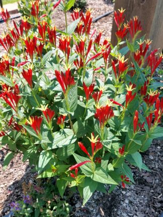 Spigelia  Little Redhead