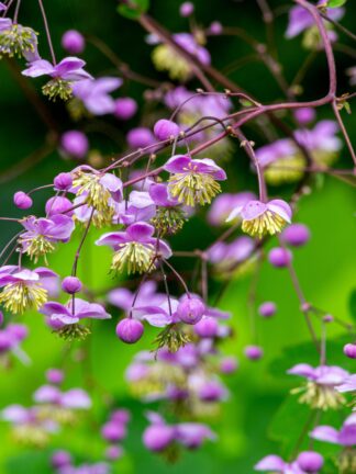 Thalictrum Elin