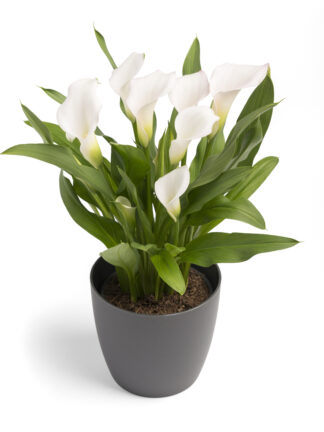 Zantedeschia Virgin Art