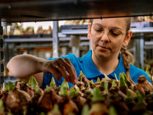 Vrouw keurt de Amaryllisbollen.