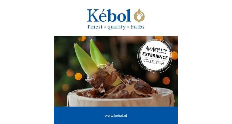 Kebol Amaryllis Experience 2022